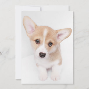 Cutest Baby Animals Young Corgi Puppy Thank You Card