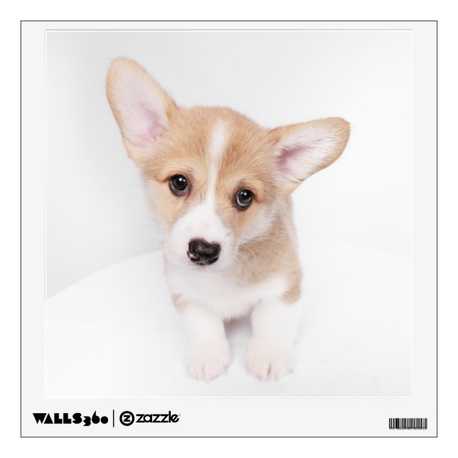Cutest Baby Animals | Young Corgi Puppy Wall Decal (Front)
