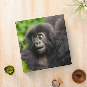 Cutest Baby Animals   Young Mountain Gorilla 3 Ring Binder