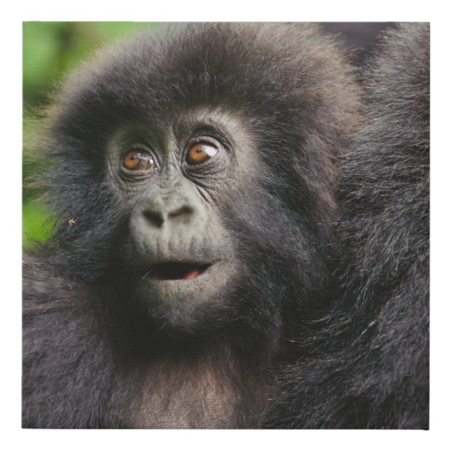 Cutest Baby Animals | Young Mountain Gorilla Faux Canvas Print (Front)