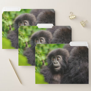 Cutest Baby Animals   Young Mountain Gorilla File Folder
