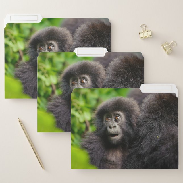 Cutest Baby Animals | Young Mountain Gorilla File Folder (Set)