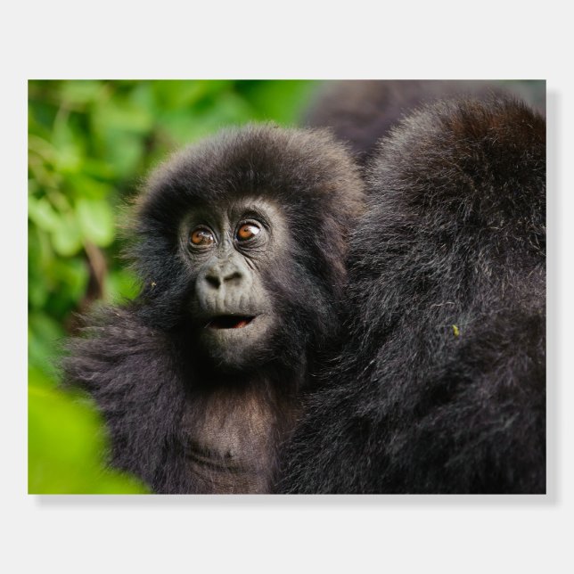 Cutest Baby Animals | Young Mountain Gorilla Foam Board (Front)
