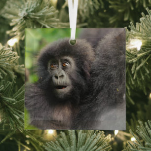 Cutest Baby Animals Young Mountain Gorilla Glass Ornament