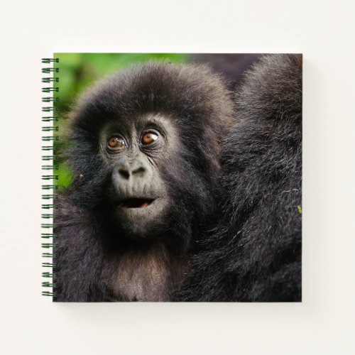 Cutest Baby Animals  Young Mountain Gorilla Notebook