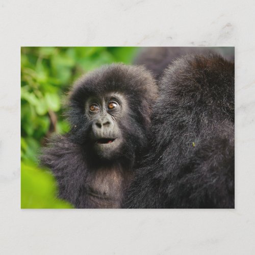 Cutest Baby Animals  Young Mountain Gorilla Postcard