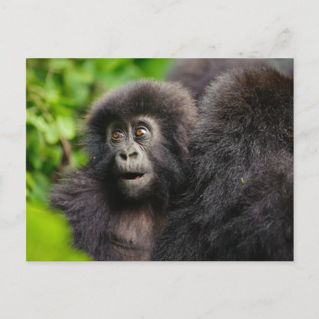 Cutest Baby Animals | Young Mountain Gorilla Postcard (Front)