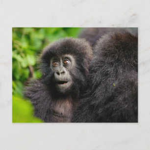 Cutest Baby Animals Young Mountain Gorilla Postcard