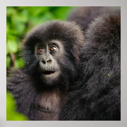 Cutest Baby Animals  Young Mountain Gorilla Poster