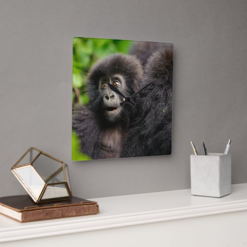 Cutest Baby Animals  Young Mountain Gorilla Square Wall Clock