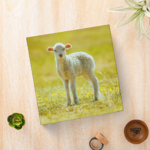 Cutest Baby Animals   Young Sheep 3 Ring Binder