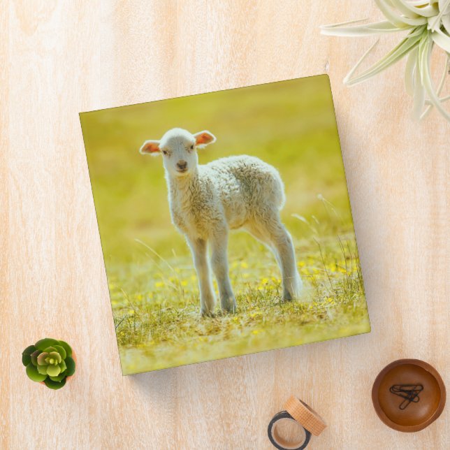 Cutest Baby Animals | Young Sheep 3 Ring Binder (In Situ)