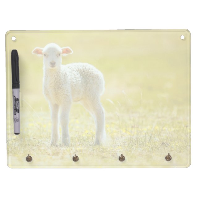 Cutest Baby Animals | Young Sheep Dry Erase Board With Keychain Holder (Front)