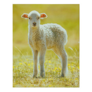 Cutest Baby Animals Young Sheep Faux Canvas Print