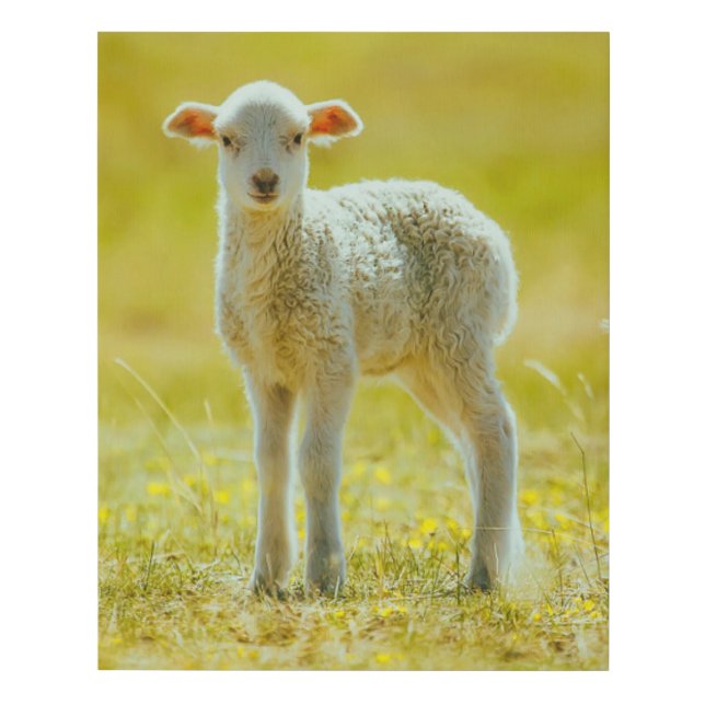 Cutest Baby Animals | Young Sheep Faux Canvas Print (Front)