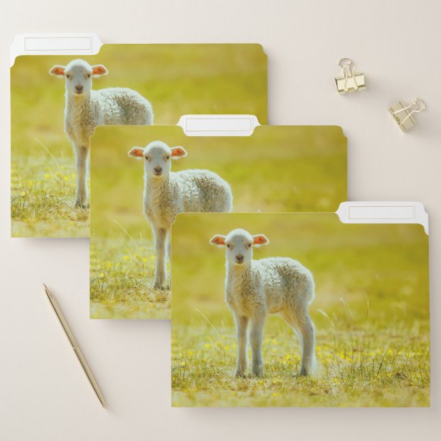 Cutest Baby Animals | Young Sheep File Folder (Set)