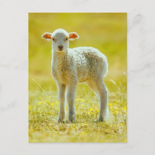 Cutest Baby Animals  Young Sheep Postcard