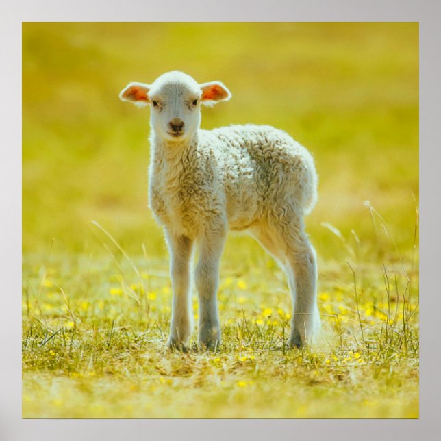 Cutest Baby Animals | Young Sheep Poster (Front)