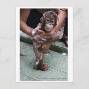 Cutest Baby Ever - Orangutan Orphan Postcard