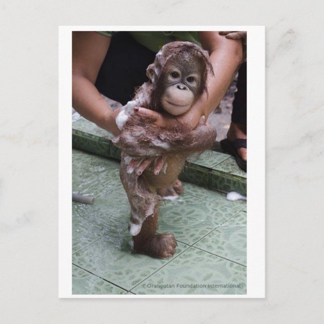 Cutest Baby Ever - Orangutan Orphan Postcard (Front)