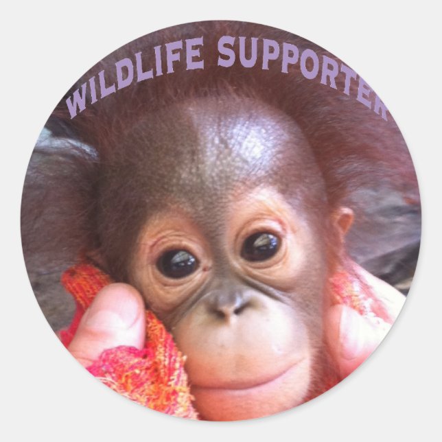 Cutest Baby Orangutan Orphan Classic Round Sticker (Front)