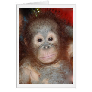 Cutest Baby Orangutan , Wildlife of Borneo