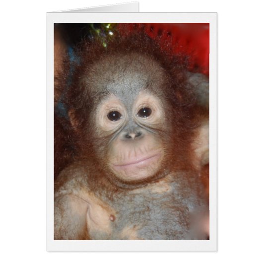 Cutest Baby Orangutan , Wildlife of Borneo (Front)