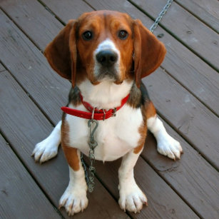 baby beagle keychains lanyards