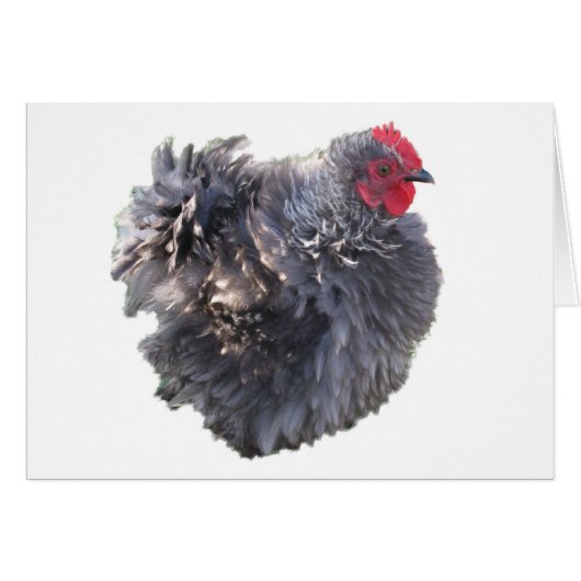 Cutest Blue Frizzle Cochin Bantam Rooster Chicken Cards (Front Horizontal)