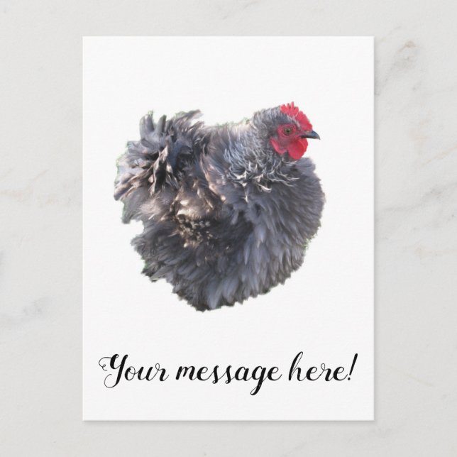 Cutest Blue Frizzle Cochin Bantam Rooster Chicken Postcard (Front)