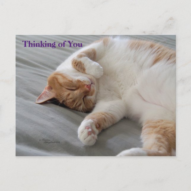 Cutest Cat Thinking of you Postcard (Front)