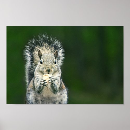 Cutest Close Up of This Backyard Squirrel Wildlife Poster