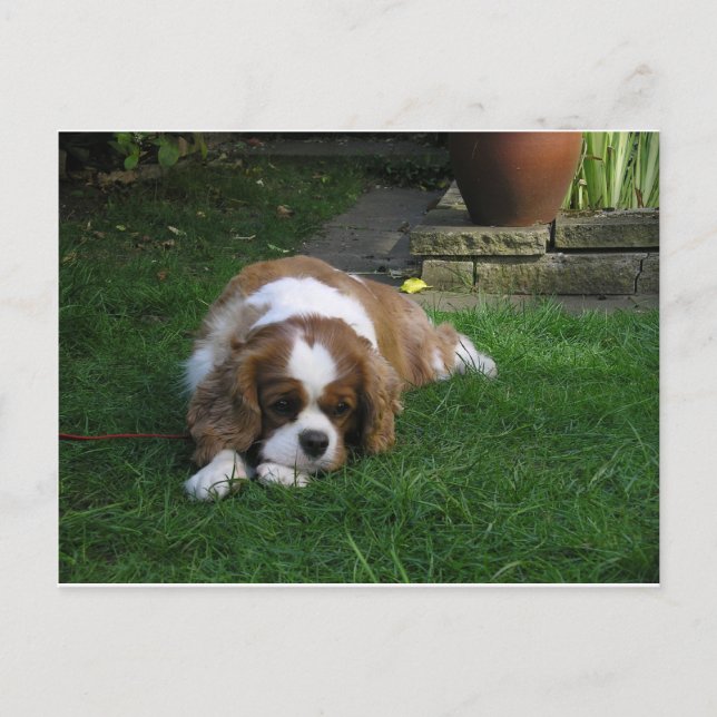 Cutest Dog In The World Is Hungry Postcard (Front)