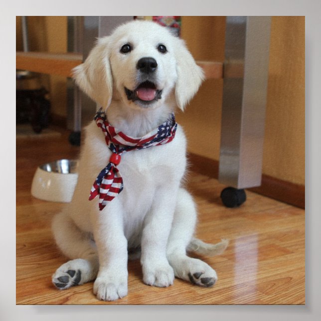 cutest dog in the world poster (Front)