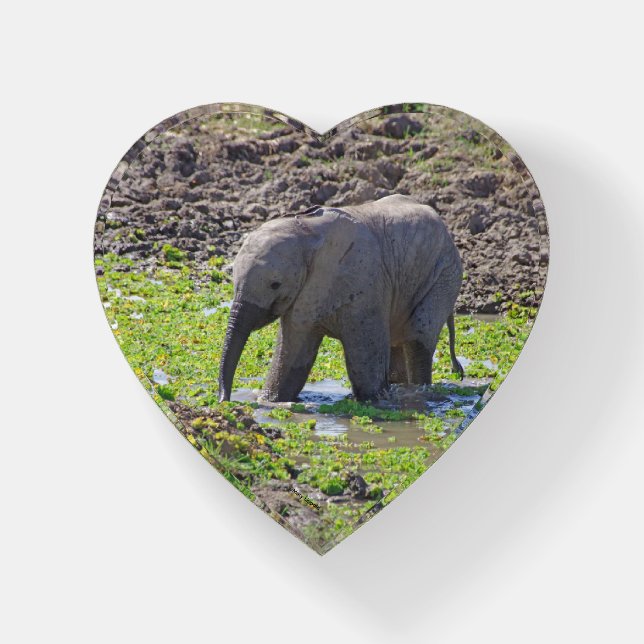 Cutest Elephant Baby heart-shaped paperweight (Front)