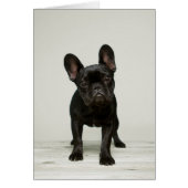 Cutest French Bulldog Puppy (Front)