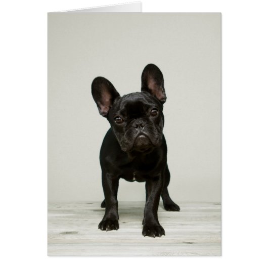 Cutest French Bulldog Puppy (Front)