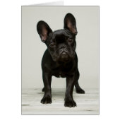 Cutest French Bulldog Puppy (Front)