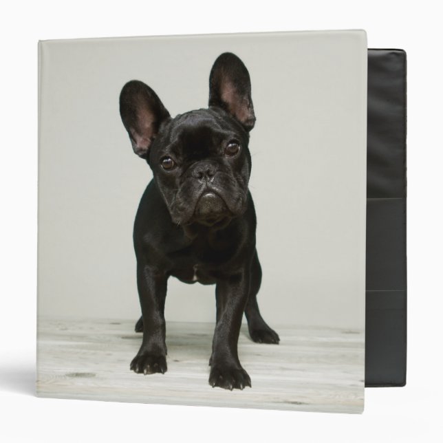Cutest French Bulldog Puppy Binder (Front/Inside)