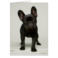 Cutest French Bulldog Puppy Card