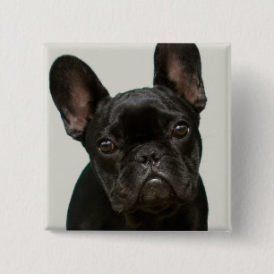 Cutest French Bulldog Puppy Pinback Button