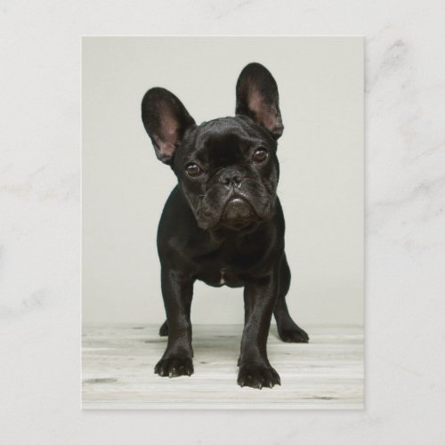 Cutest French Bulldog Puppy Postcard