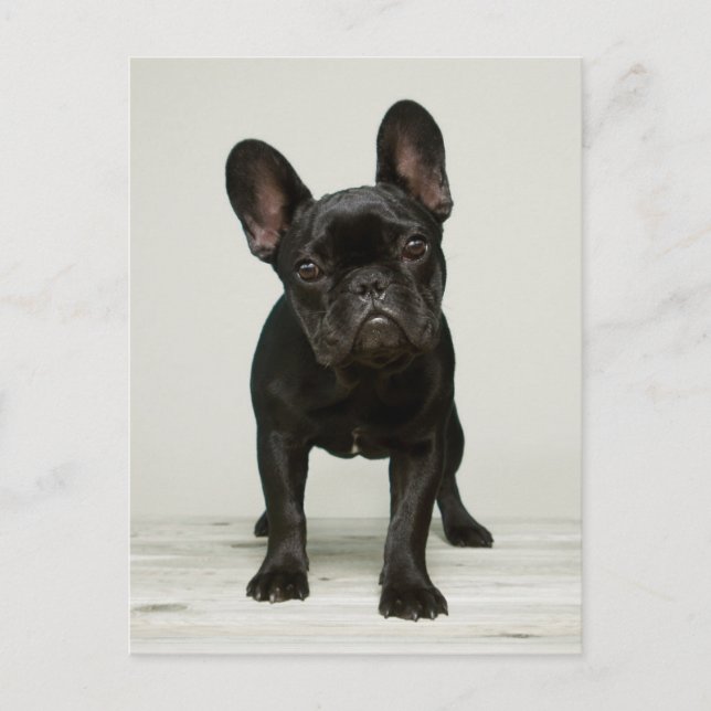 Cutest French Bulldog Puppy Postcard (Front)