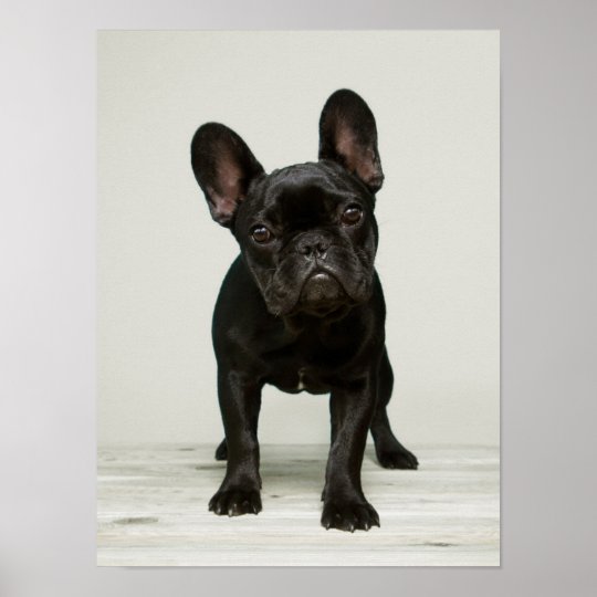 Cutest French Bulldog Puppy Poster | Zazzle.com
