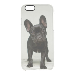 Cutest French Bulldog Puppy Clear iPhone 6/6S Case