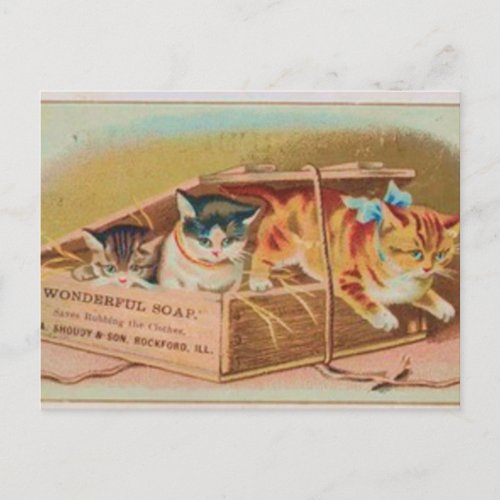 Cutest Kittens Soap Ad Postcard