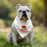 Cutest Little Pumpkin Halloween Pet Bandana Collar