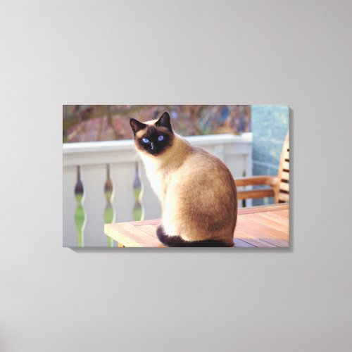 Cutest Peach Blue _ Eyed Cat Canvas Print