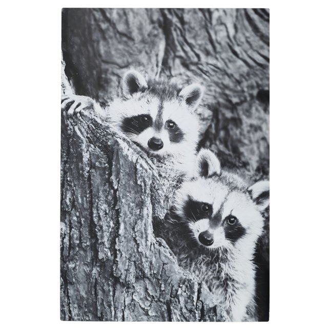 Cutest raccoon behind tree  metal print (Front)