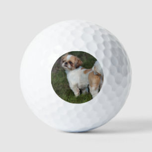 Cutest shih tzu golf balls